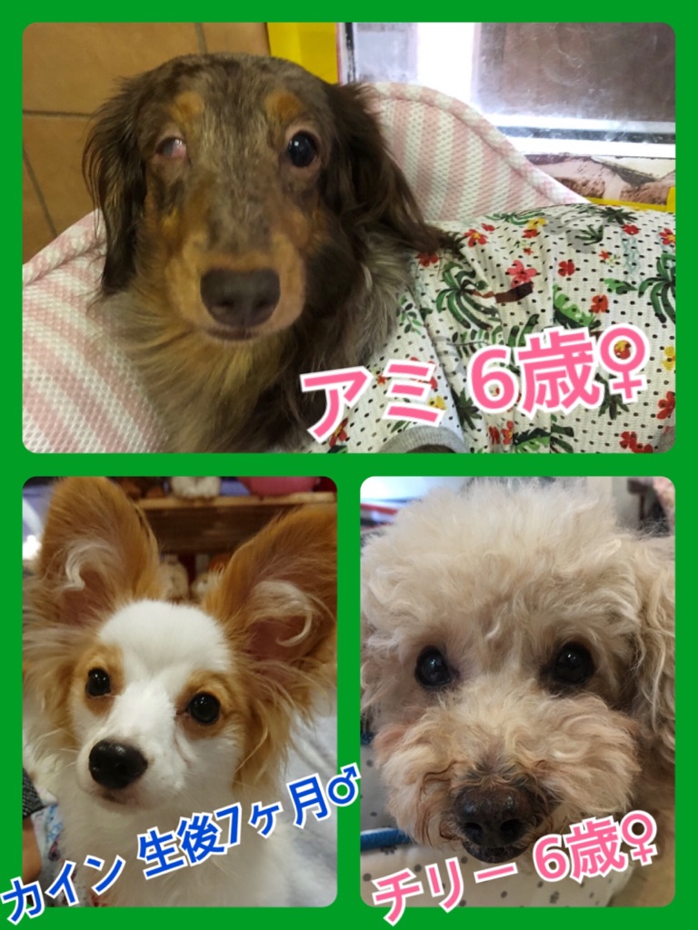 🐾今日の里親様募集中ワンコ🐶メンバーです🐾2018,8,10